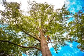 Why Choose Our Tree Removal Services in South Haven, MI?